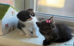 Scottish Fold cats for sale: ScottFord and British longhair  - Image 1