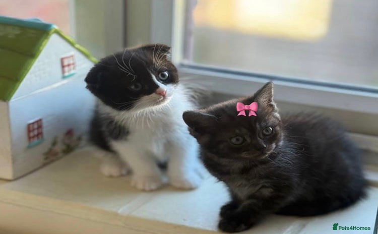 Scottish Fold cats - Advert 11