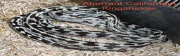 Snake reptiles for sale: Mixed Snakes - Advert 15