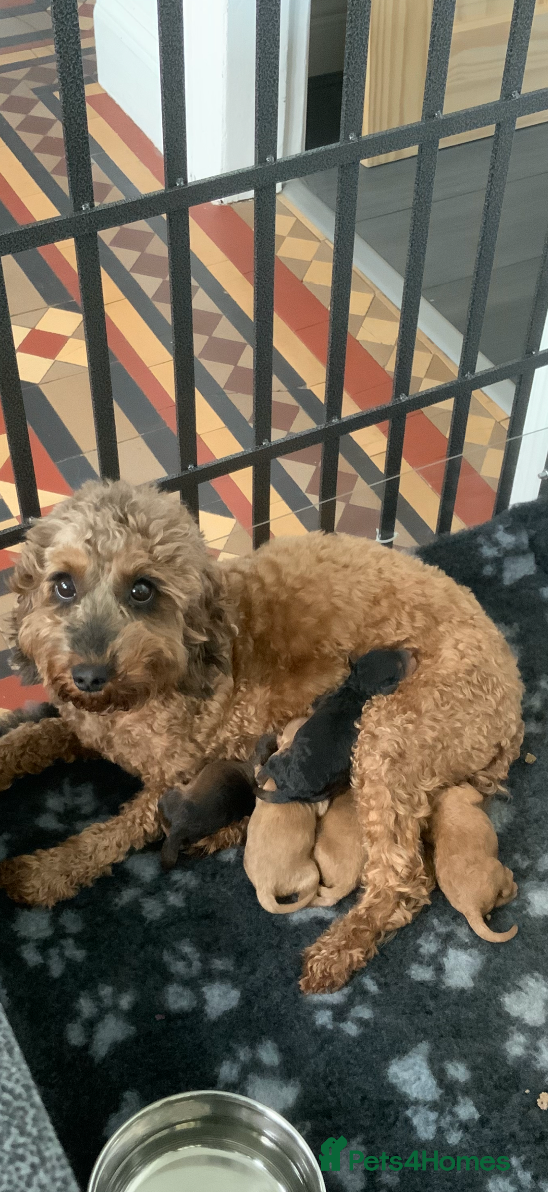 Cockapoo dogs for sale: Beautiful Cockapoo’s puppies for sale  - Advert 2