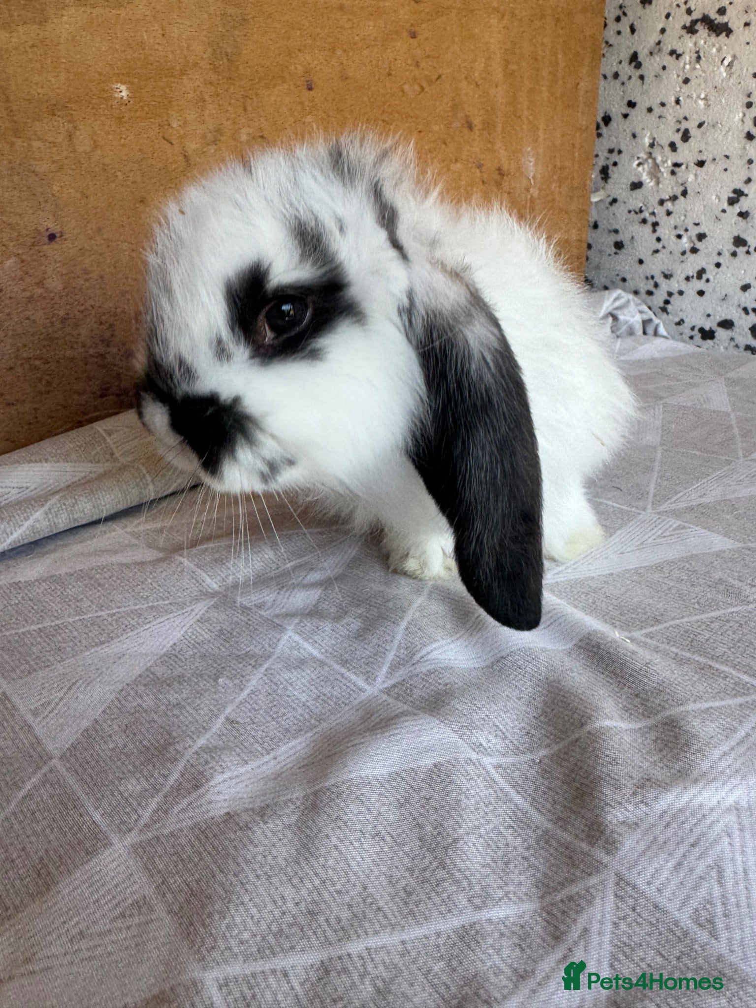 French Lop rabbits French lop babies  - Advert 1
