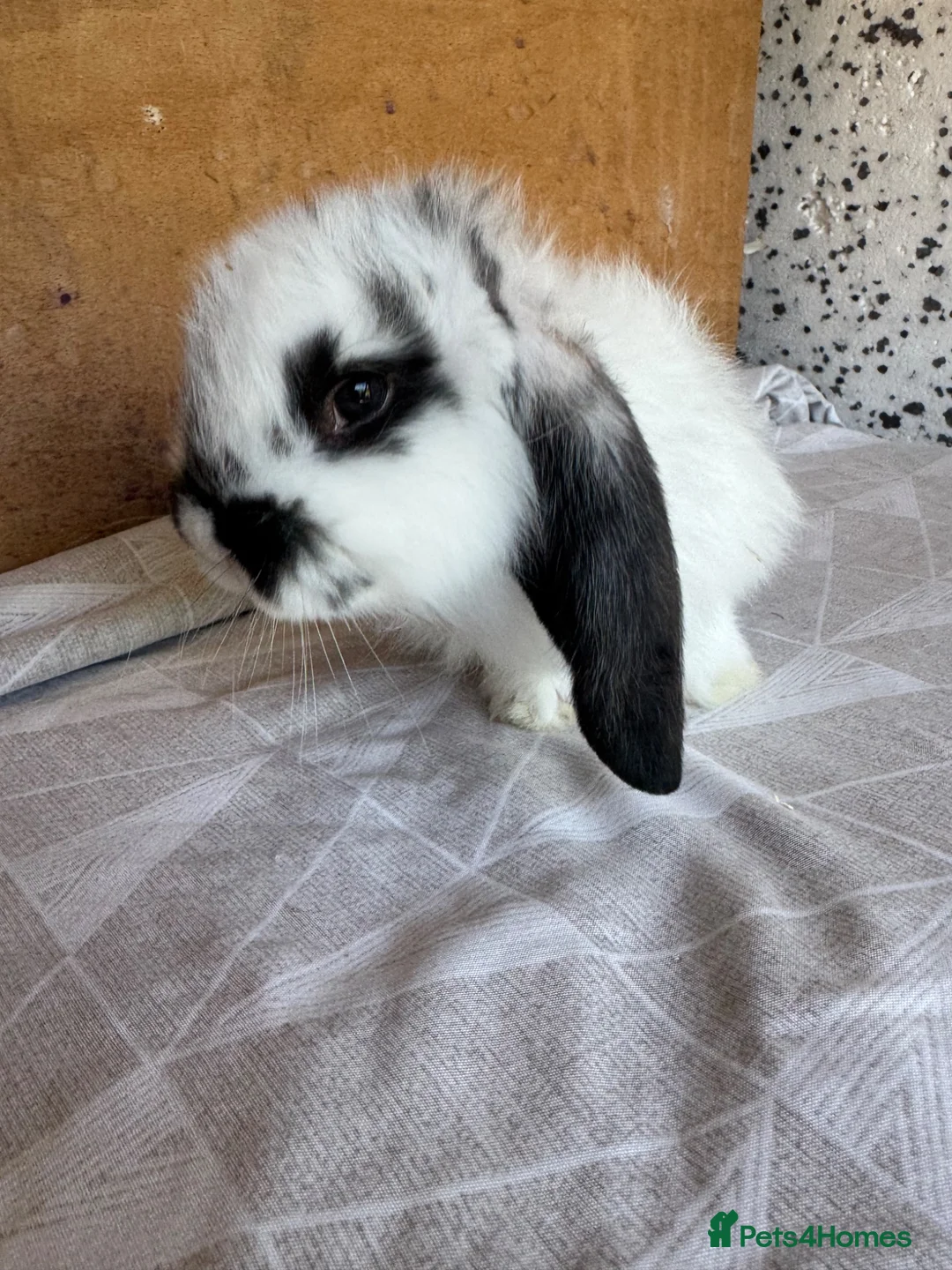French Lop rabbits for sale: French lop babies  - Advert 1