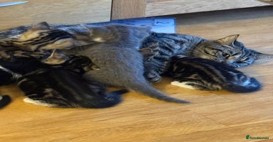 Domestic Shorthair cats 🤩🤩 6 beautiful babies 🤩🤩 - Advert 12