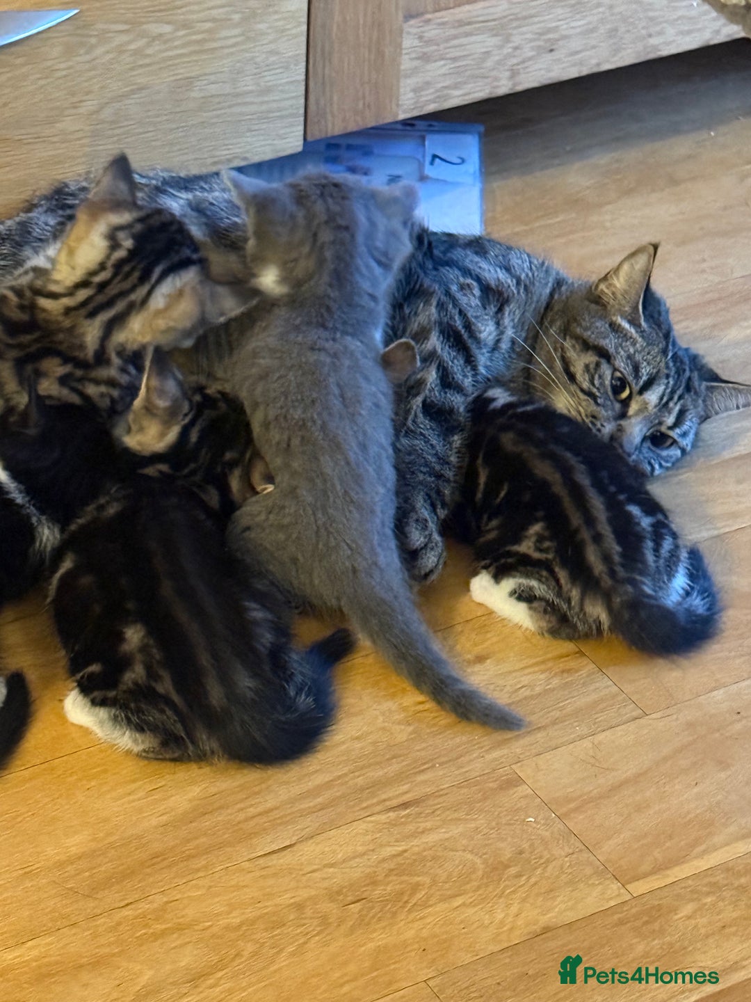 Domestic Shorthair cats for sale: 🤩🤩 6 beautiful babies 🤩🤩 - Image 4