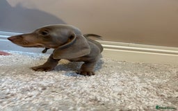 Miniature Dachshund dogs for sale: KC Registered Miniature Dachshund - 2 Boys Left! - Image 8