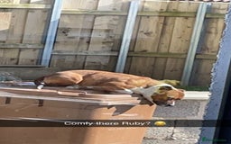 Staffordshire Bull Terrier dogs for sale: Staffordshire Bull Terrier  - Image 2