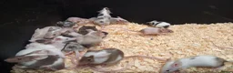 Mouse rodents for sale: Baby Fancy Female Mice - Advert 4