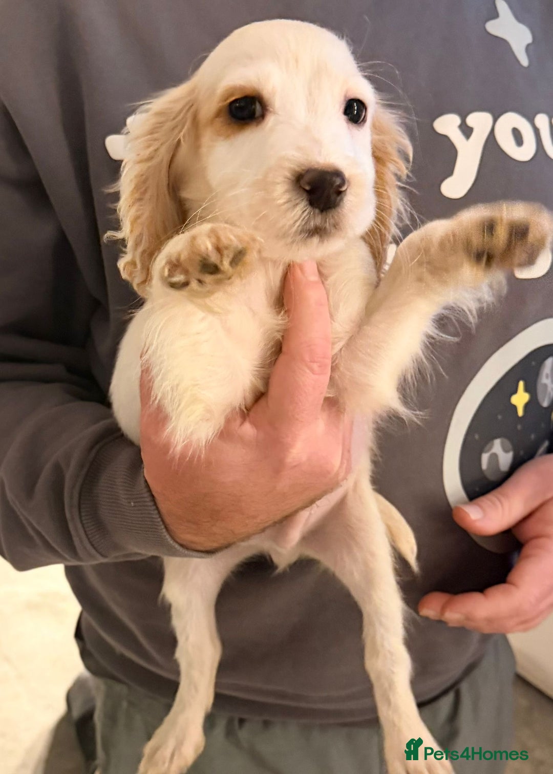 Cocker Spaniel dogs for sale: Ready now - Gorgeous Cocker Pups £725 - Advert 5