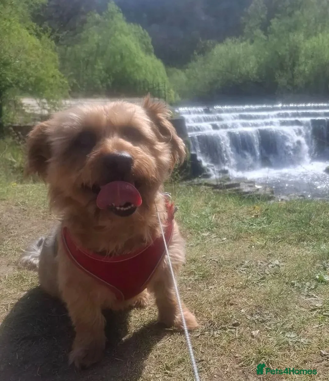 Mixed Breed dogs for sale: Baxter  - Advert 1