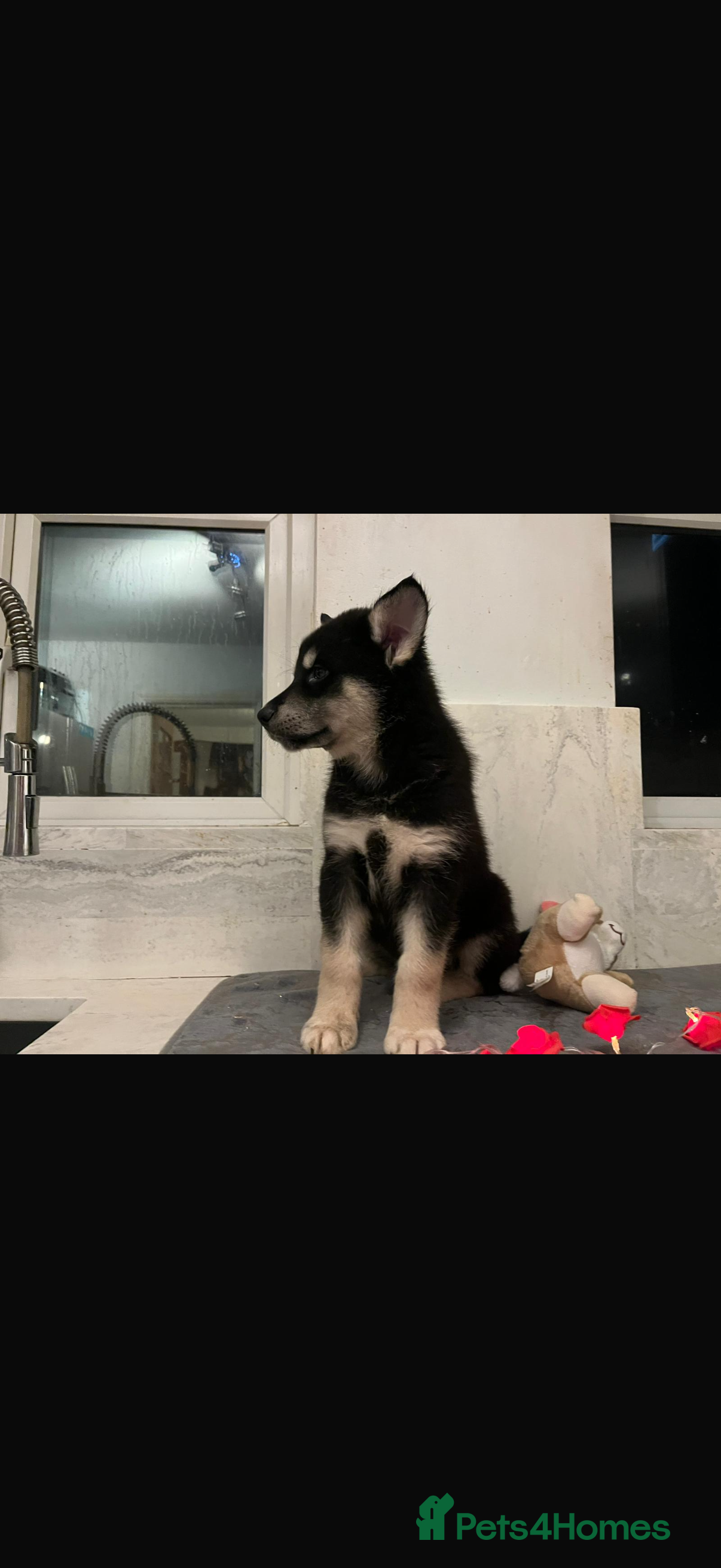 Shepsky dogs Northern innuit puppies - Advert 4