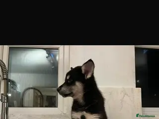 Shepsky dogs Northern innuit puppies - Advert 4