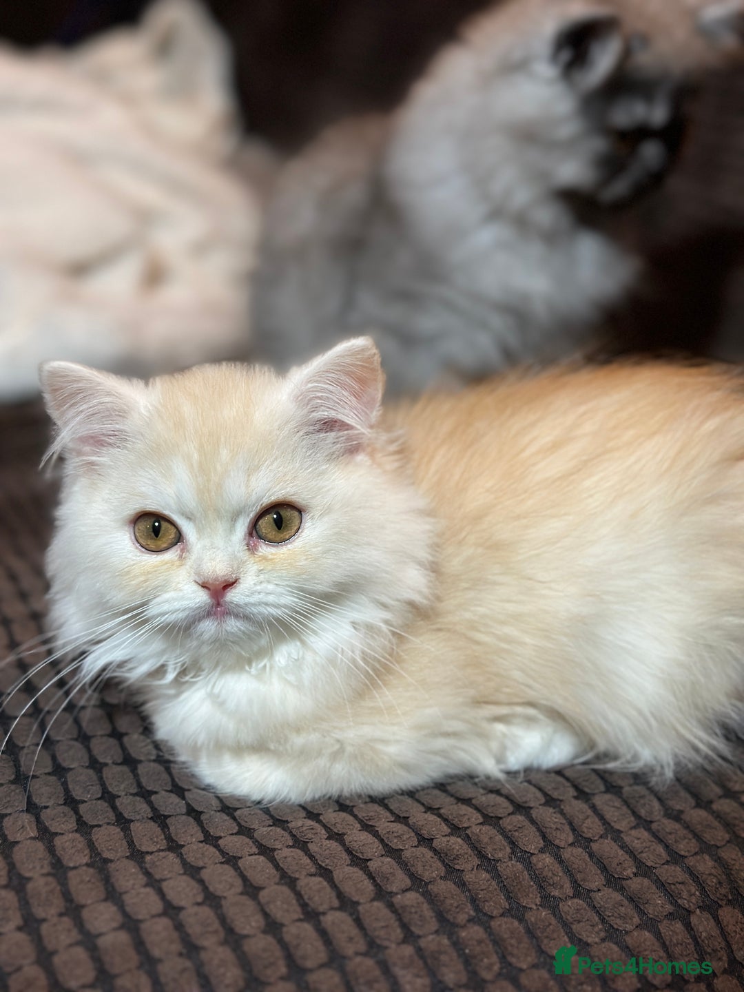 Persian cats for sale: 2 gorgeous cuddly Persian baby boys💙 - Advert 15