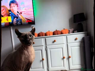 Sphynx cats for sale: 13 month old male elf sphynx - Advert 1