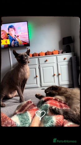 Sphynx cats 13 month old male elf sphynx - Advert 1