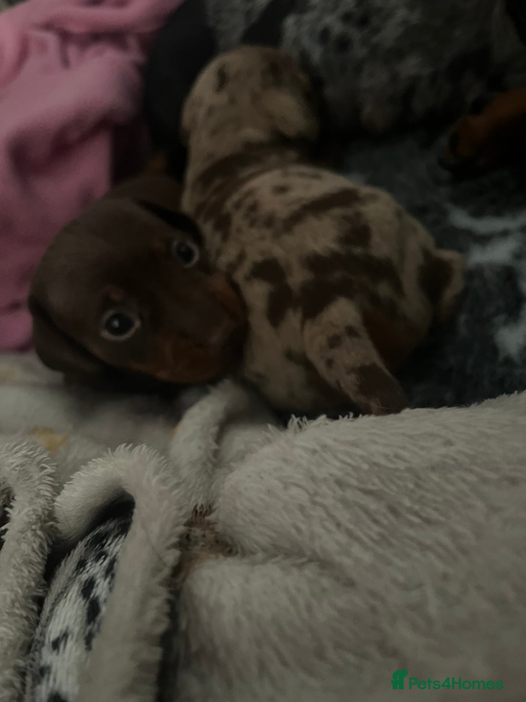 Miniature Dachshund dogs for sale: Sweet princess brown and tan miniature daushund🩷 - Advert 8