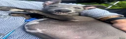 Whippet dogs for sale: Pedigree boy whippet  in Milford Haven - Advert 7