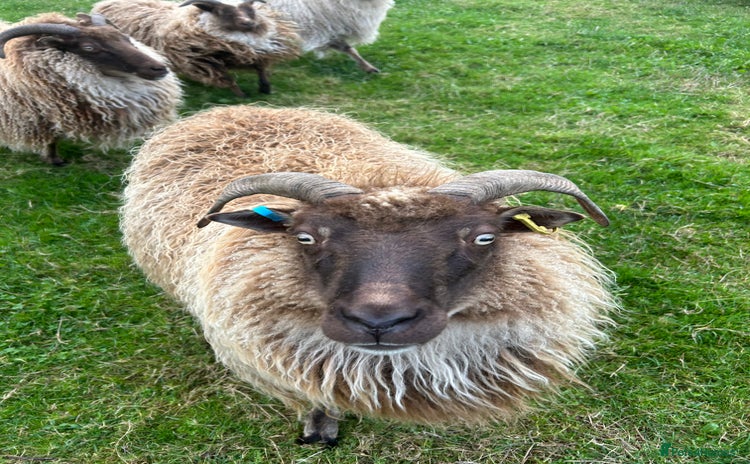 Sheep livestock - Advert 2