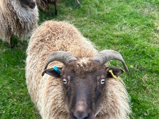 Sheep livestock - Advert 4