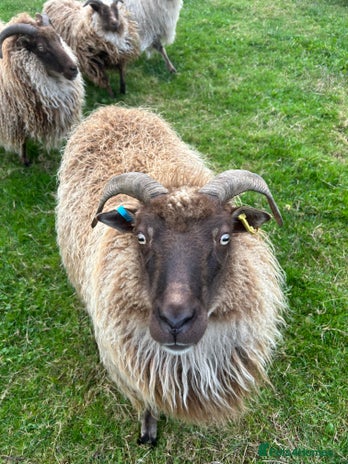 Sheep livestock - Advert 1