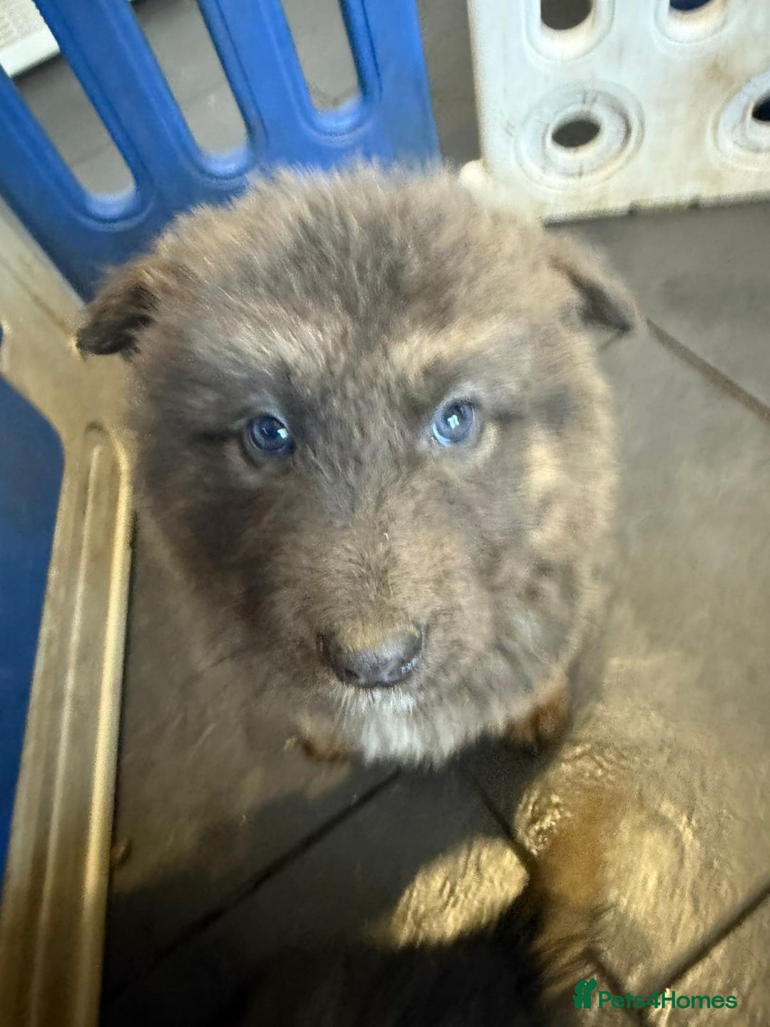 German Shepherd dogs for sale: German shepherd puppies - Advert 19