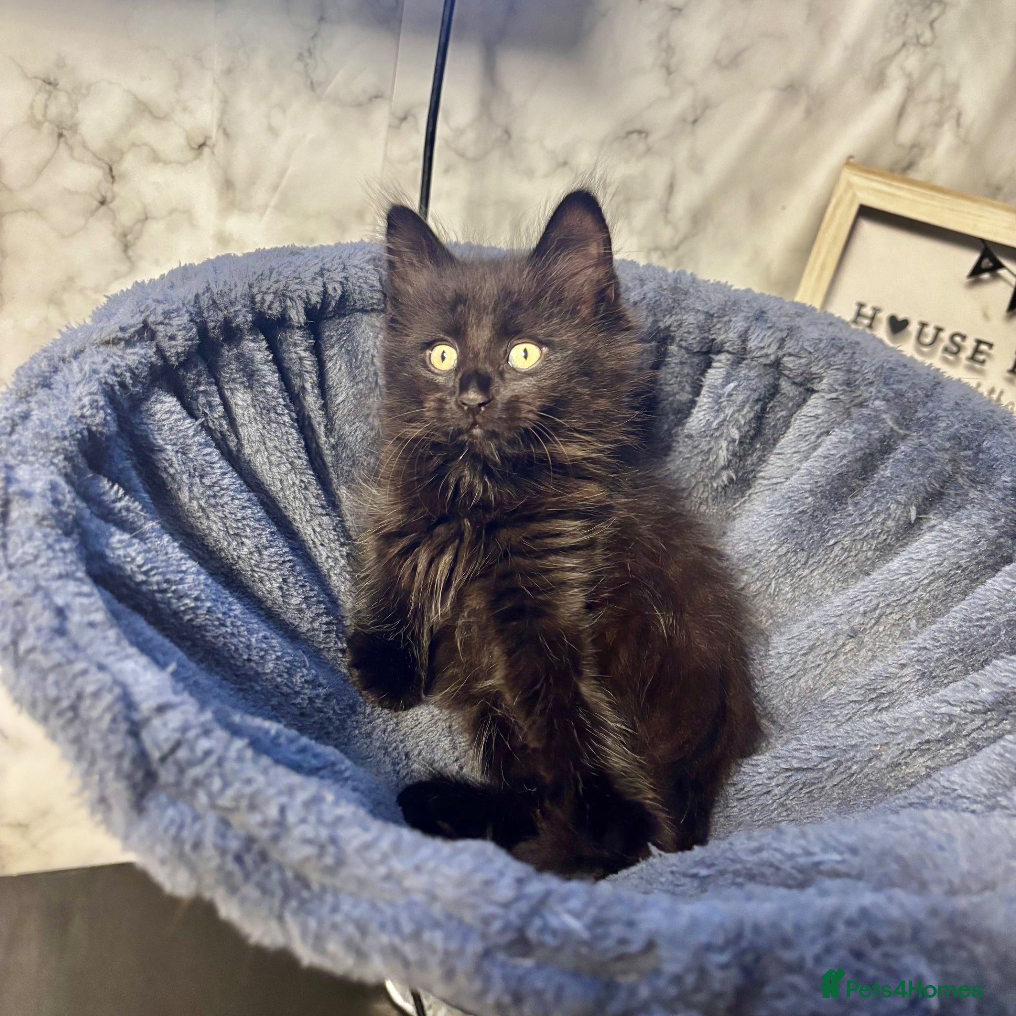 Mixed Breed cats Beautiful Fluffy Kittens Ready For Loving Homes 🐾 - Advert 17