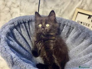 Mixed Breed cats Beautiful Fluffy Kittens Ready For Loving Homes 🐾 - Advert 17