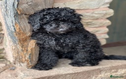 Mini Goldendoodle dogs for sale: Black miniature golden-doodle in Hereford - Image 28