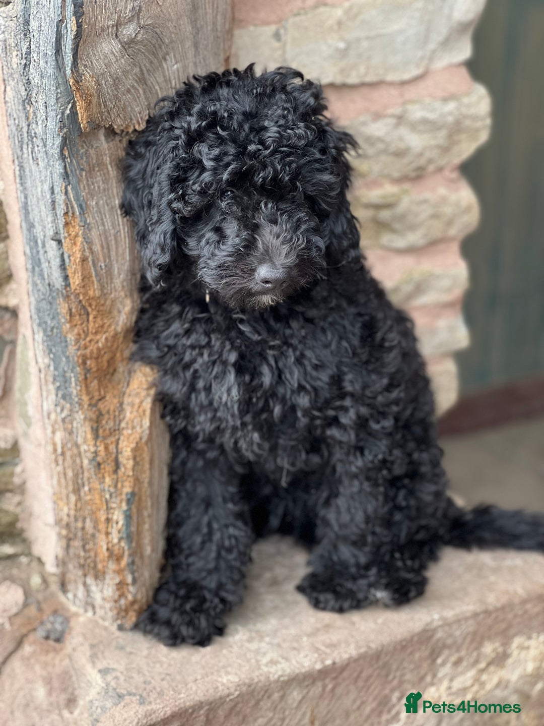Mini Goldendoodle dogs for sale: Black miniature golden-doodle in Hereford - Image 28