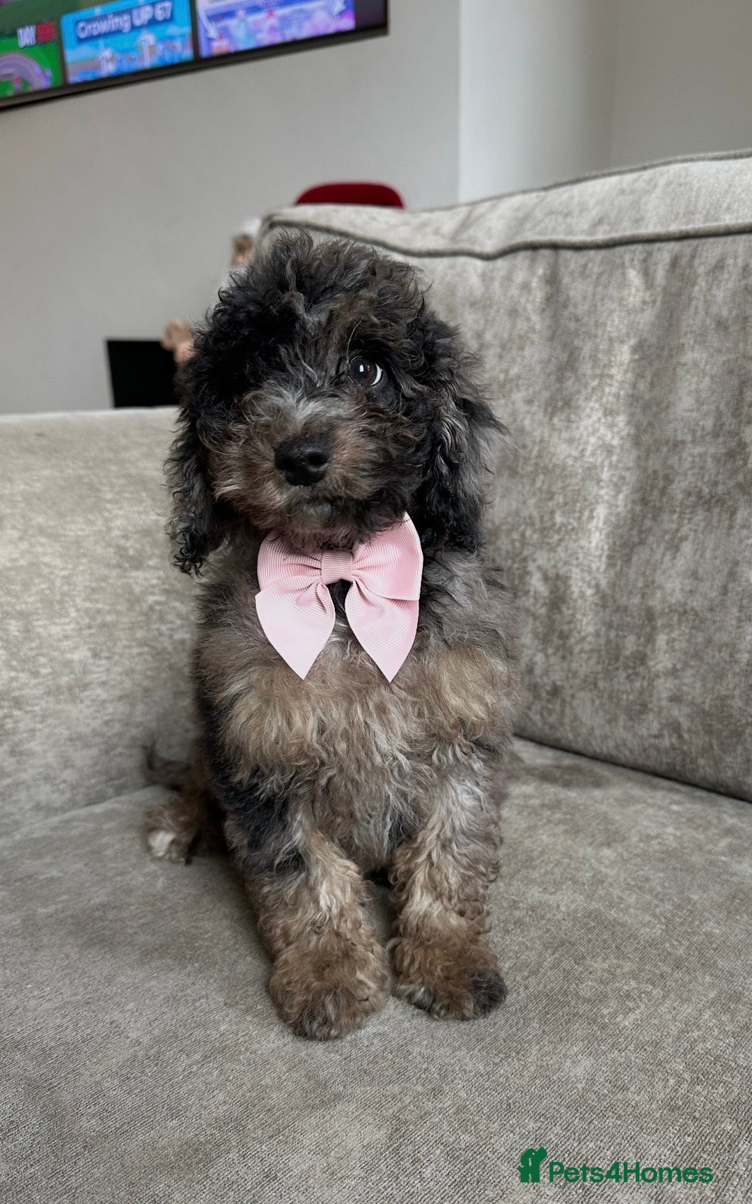 Cockapoo dogs for sale: Outstanding Cockapoos’s  - Advert 14