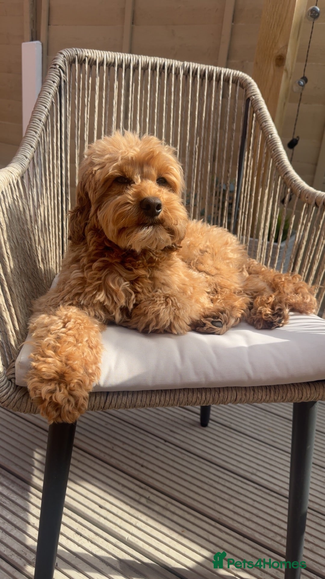 Cockapoo dogs F1B cockapoo babies - Advert 1