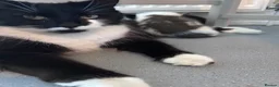 Mixed Breed cats for sale: 6 beautiful kittens looking for forever home in Peacehaven - Advert 2