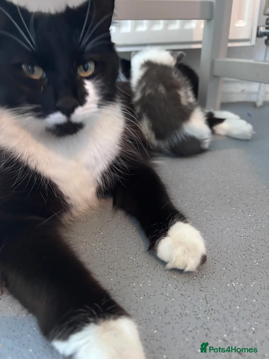 Mixed Breed cats for sale: 6 beautiful kittens looking for forever home in Peacehaven - Advert 2