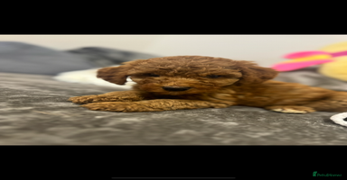 Australian Labradoodle dogs in Corby - Advert 7