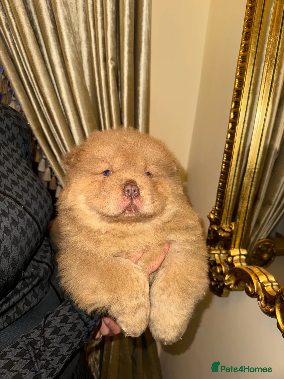 Chow Chow dogs for sale: 3 beautys left ⭐️  - Advert 5