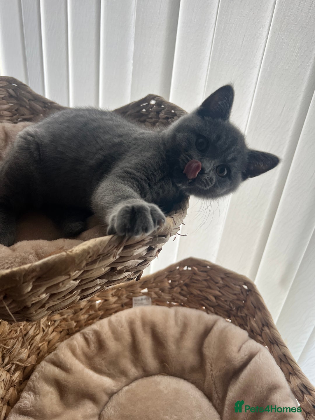 British Shorthair cats for sale: British shorthair kitten  - Advert 3