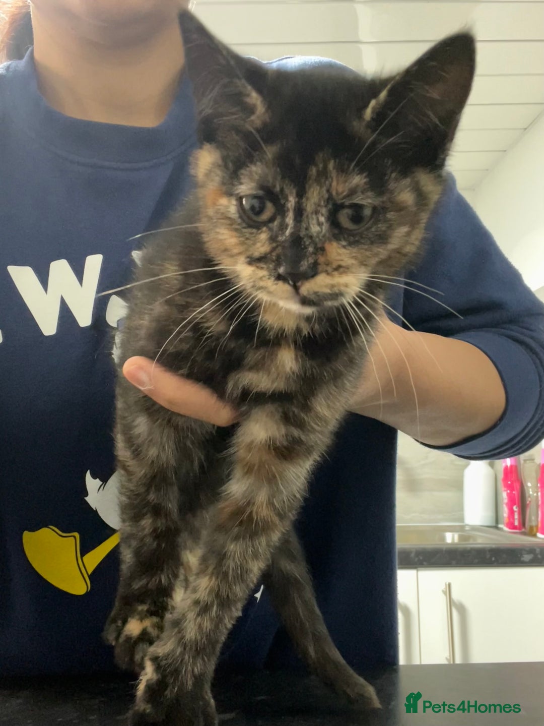 Ragdoll cats for sale: URGENT Ragdoll kittens x1 LAST ONE! 🫶🏽 - Advert 4