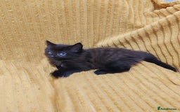 Mixed Breed cats for sale: Half Maine Coon kittens VIDEOS - Image 8