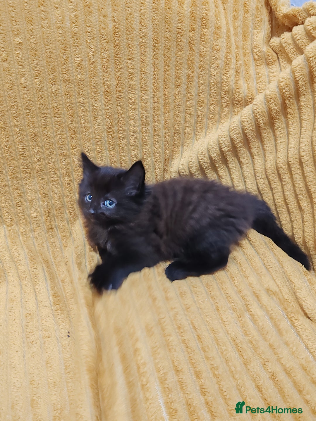 Mixed Breed cats for sale: Half Maine Coon kittens VIDEOS - Image 8