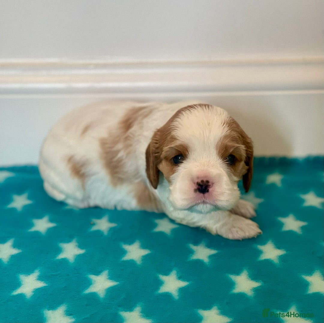 Cavalier King Charles Spaniel dogs for sale: Cavalier Pups – 0.10% COI, Health Tested, KC Reg - Image 18
