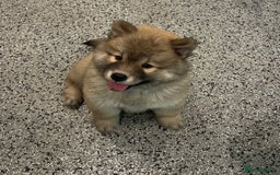 Chow Chow dogs for sale: Genuine Teddy Bear Chowski Puppies - Image 5