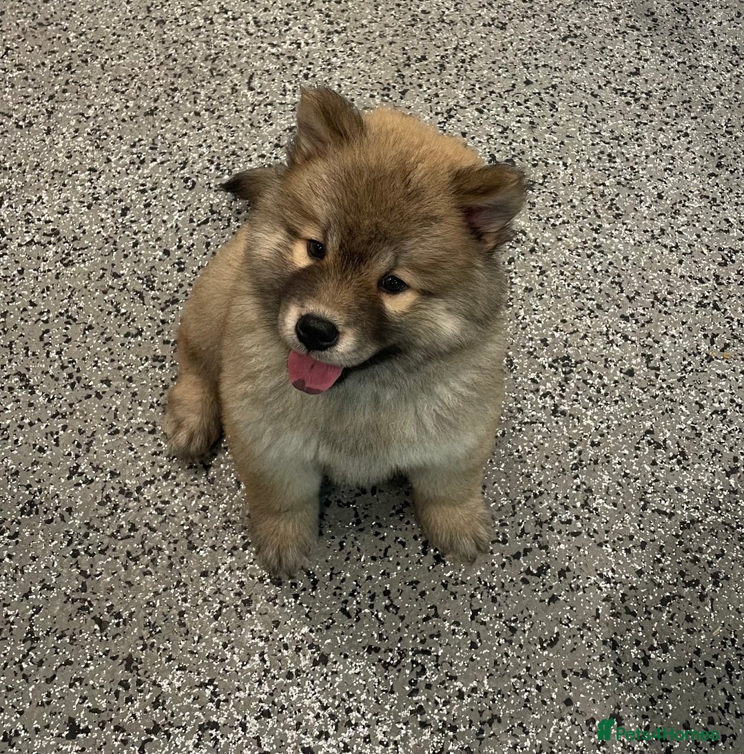 Chow Chow dogs for sale: Genuine Teddy Bear Chowski Puppies - Image 5
