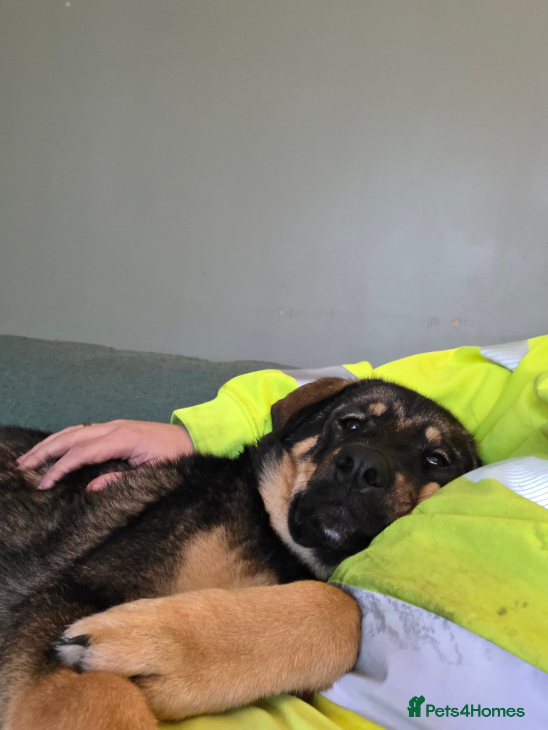 Mixed Breed dogs for sale: Rottsky for sale - Advert 3