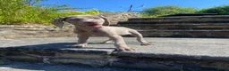 Weimaraner dogs for sale: KC Registered Weimaraner puppies for sale - Advert 12