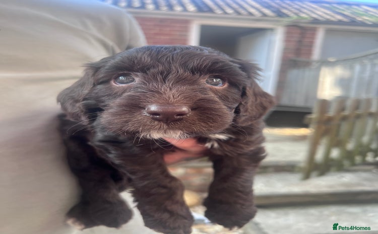 Cockapoo dogs - Advert 8