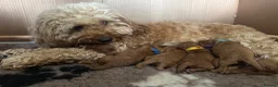 Cockapoo dogs for sale: Beautiful F1b apricot cockapoo puppies - Advert 5