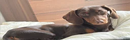 Miniature Dachshund dogs for sale: 8 Months Female Miniature Dachshund - Advert 4