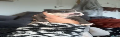 OEB male 2 