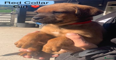 Mixed Breed dogs - Advert 8