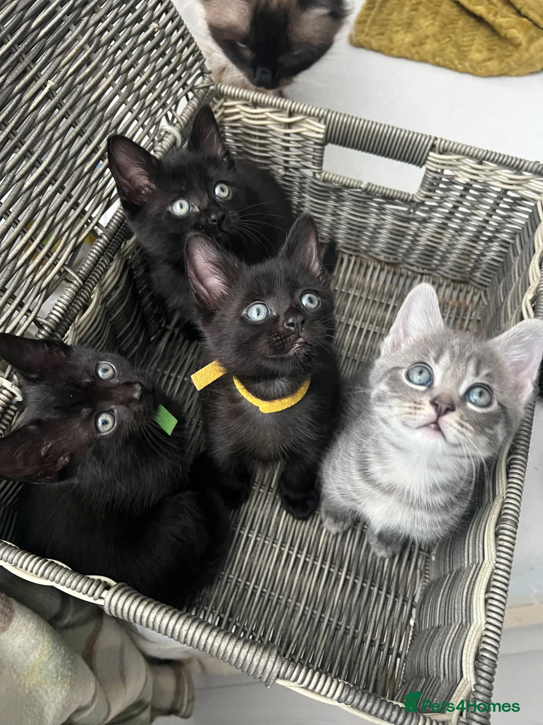 Mixed Breed cats for sale: 1 adorable boy is looking for loving homes  - Advert 2