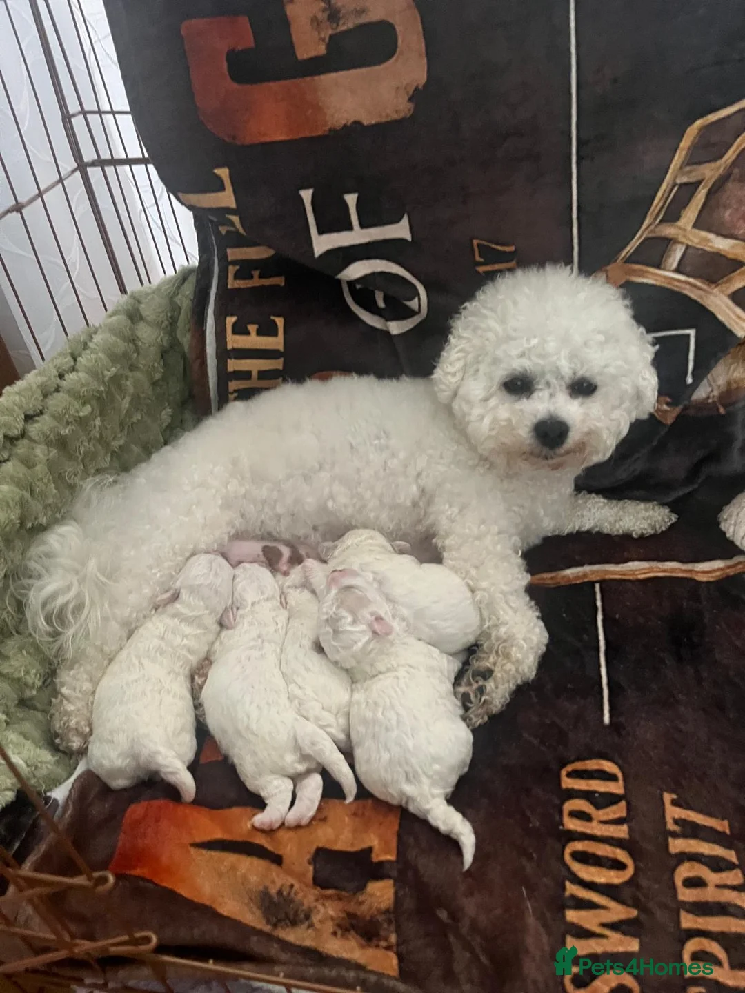 Bichon Frise dogs for sale: KC Bichon Frise  - Advert 6